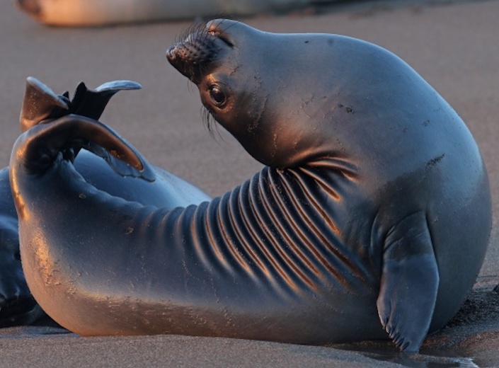 Elephant Seal Marine Biology Class - a female elephant seal arches head and tail up creating a "C" shape.