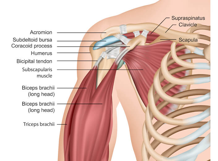Anatomy An illustration of a human chest and arm with bones and muscles labeled.